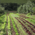 Maximizing Organic Production: The Best Crops for Organic Farming