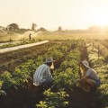 What Is the Difference Between Commercial and Organic Farming? How to Choose the Better Option