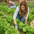 Maximizing Profits on a Farm: Innovative Ways to Earn Money