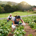 The Profit Potential of Small Farms: How Much Money Can You Really Make?