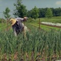 Is 40 Acres Enough for Successful Farming?