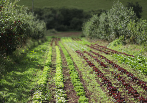 Maximizing Organic Production: The Best Crops for Organic Farming