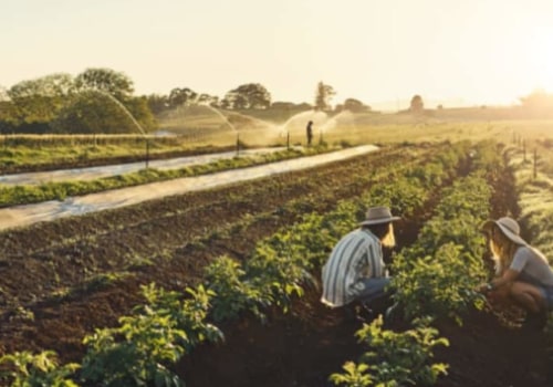 What Is the Difference Between Commercial and Organic Farming? How to Choose the Better Option