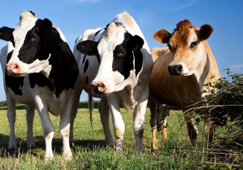 Maximizing Profits on Small Farms: The Most Lucrative Livestock and Farming Options